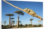Chameleon, Avenue of Baobabs, Madagascar by Anonymous