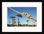 Chameleon, Avenue of Baobabs, Madagascar by Anonymous
