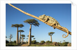 Chameleon, Avenue of Baobabs, Madagascar by Anonymous