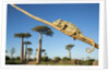 Chameleon, Avenue of Baobabs, Madagascar by Anonymous