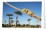 Chameleon, Avenue of Baobabs, Madagascar by Anonymous