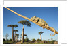 Chameleon, Avenue of Baobabs, Madagascar by Anonymous
