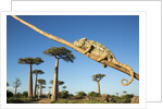 Chameleon, Avenue of Baobabs, Madagascar by Anonymous
