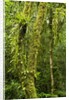 Rainforest, Ranomafana National Park, Madagascar by Anonymous