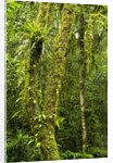 Rainforest, Ranomafana National Park, Madagascar by Anonymous