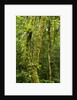 Rainforest, Ranomafana National Park, Madagascar by Anonymous