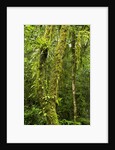 Rainforest, Ranomafana National Park, Madagascar by Anonymous