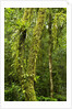 Rainforest, Ranomafana National Park, Madagascar by Anonymous