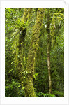 Rainforest, Ranomafana National Park, Madagascar by Anonymous