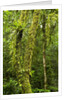 Rainforest, Ranomafana National Park, Madagascar by Anonymous