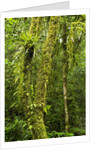 Rainforest, Ranomafana National Park, Madagascar by Anonymous