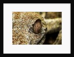 Leaf-tailed Gecko, Madagascar by Anonymous