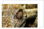 Leaf-tailed Gecko, Madagascar by Anonymous