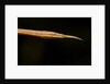 Madagascar Leaf-Nosed Snake, Madagascar by Anonymous