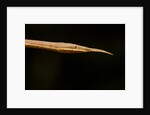 Madagascar Leaf-Nosed Snake, Madagascar by Anonymous