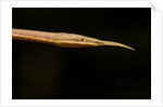 Madagascar Leaf-Nosed Snake, Madagascar by Anonymous