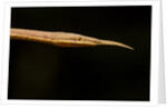 Madagascar Leaf-Nosed Snake, Madagascar by Anonymous