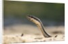 Grass Snake, Madagascar by Anonymous
