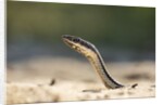 Grass Snake, Madagascar by Anonymous