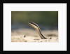 Grass Snake, Madagascar by Anonymous