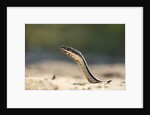 Grass Snake, Madagascar by Anonymous