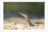 Grass Snake, Madagascar by Anonymous