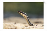 Grass Snake, Madagascar by Anonymous