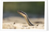 Grass Snake, Madagascar by Anonymous