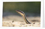 Grass Snake, Madagascar by Anonymous