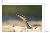 Grass Snake, Madagascar by Anonymous