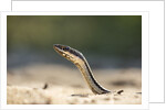 Grass Snake, Madagascar by Anonymous