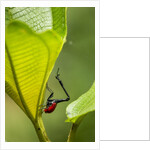 Giraffe Weevil, Madagascar by Anonymous