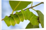 Caterpillar of Madagascan Moon Moth, Madagascar by Anonymous