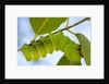 Caterpillar of Madagascan Moon Moth, Madagascar by Anonymous