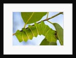 Caterpillar of Madagascan Moon Moth, Madagascar by Anonymous