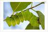 Caterpillar of Madagascan Moon Moth, Madagascar by Anonymous