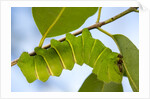 Caterpillar of Madagascan Moon Moth, Madagascar by Anonymous