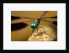 Dragonfly, Isalo National Park, Madagascar by Anonymous