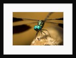 Dragonfly, Isalo National Park, Madagascar by Anonymous