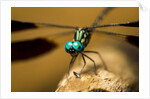 Dragonfly, Isalo National Park, Madagascar by Anonymous