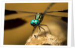 Dragonfly, Isalo National Park, Madagascar by Anonymous