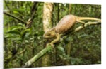 Parson's Chameleon, Andasibe-Mantadia National Park, Madagascar by Anonymous
