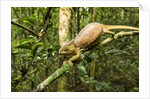 Parson's Chameleon, Andasibe-Mantadia National Park, Madagascar by Anonymous