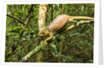 Parson's Chameleon, Andasibe-Mantadia National Park, Madagascar by Anonymous