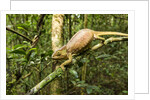 Parson's Chameleon, Andasibe-Mantadia National Park, Madagascar by Anonymous
