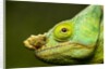 Parson's Chameleon, Andasibe-Mantadia National Park, Madagascar by Anonymous