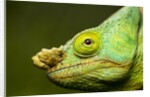 Parson's Chameleon, Andasibe-Mantadia National Park, Madagascar by Anonymous