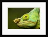 Parson's Chameleon, Andasibe-Mantadia National Park, Madagascar by Anonymous