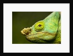 Parson's Chameleon, Andasibe-Mantadia National Park, Madagascar by Anonymous