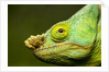 Parson's Chameleon, Andasibe-Mantadia National Park, Madagascar by Anonymous